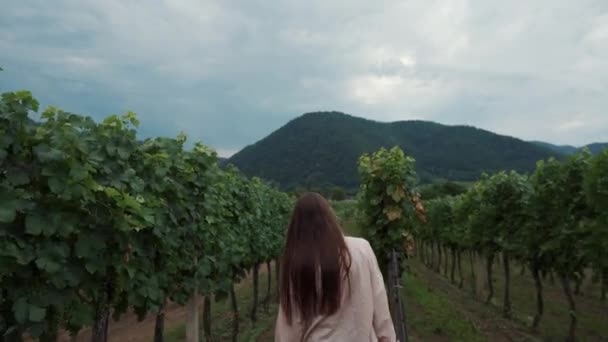 Visitante femenina del viñedo está caminando entre arbustos — Vídeo de stock