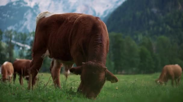 Bezerro está comendo grama crua no prado em Alpes, pastando — Vídeo de Stock