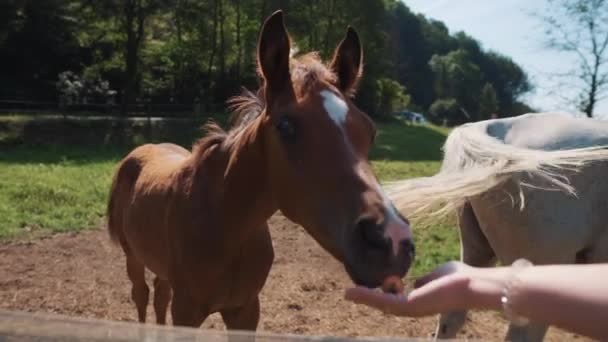 Donna sta alimentando piccolo puledro da palma su terreni agricoli — Video Stock