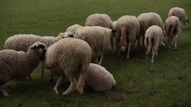 Rebanho de ovelhas está descansando e caminhando em pasto, pecuária — Vídeo de Stock