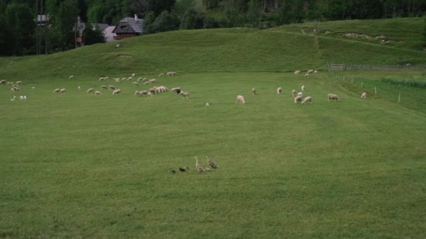 Ovelhas e gansos estão pastando e caminhando na fazenda — Vídeo de Stock