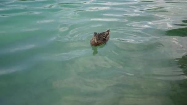野生のアヒルは湖の澄んで透明な水の上に浮かんでいます — ストック動画