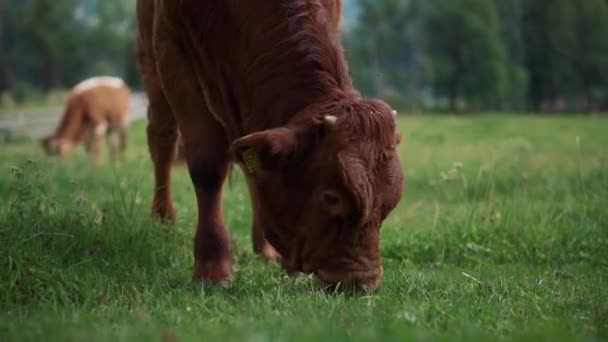 緑の牧草地で茶色の雄牛 — ストック動画