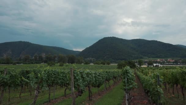 Krajobraz z winnicami w Dolinie Wachau, Austria — Wideo stockowe