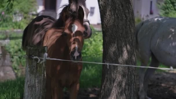 Los potros en el corral — Vídeo de stock