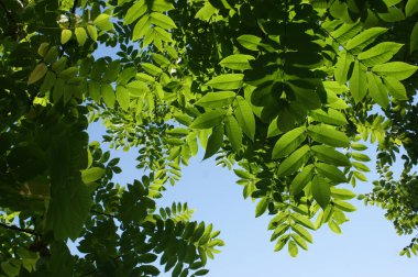 Bottom view of the spreading green crown of the old Manchurian walnut in summer clipart