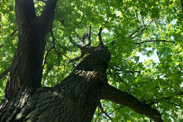 Yazın eski bir bataklığın yayılan yeşil tacının alt manzarası.