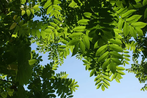 Vista Inferior Corona Verde Que Extiende Vieja Nuez Manchuria Verano —  Fotos de Stock