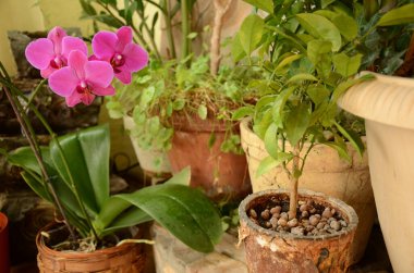 Kil kaplarda farklı bitkiler.