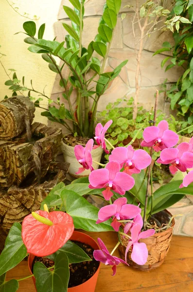 Orquídeas Rosadas Anturio Otras Plantas Interior Verdes Crecen Macetas —  Fotos de Stock