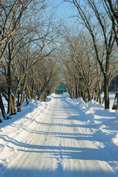 Snow Covered Park Alley Winter Leading Green House — Stock Photo, Image