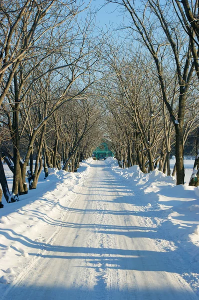 Parque Cubierto Nieve Callejón Invierno Que Conduce Invernadero —  Fotos de Stock