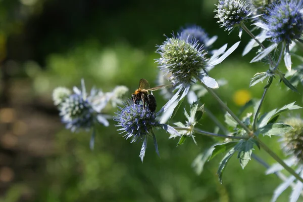 Bee Eryngium Flower — Stock Photo, Image