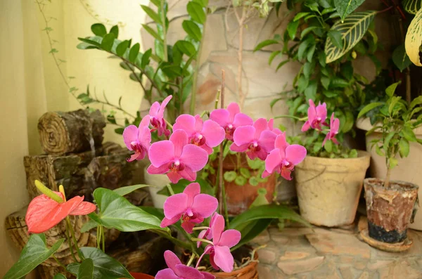 Beaucoup Différentes Plantes Intérieur Dans Serre Maison — Photo