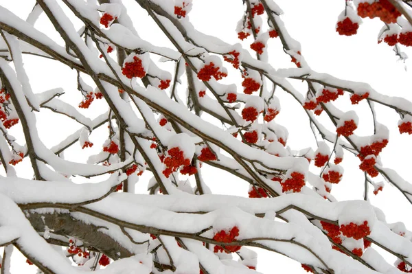Branches Rowan Avec Des Baies Rouges Couvertes Neige Hiver — Photo