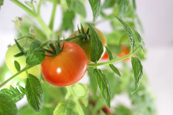 Young Tomato Branch Ripe Green Fruits Leave — Stock Photo, Image