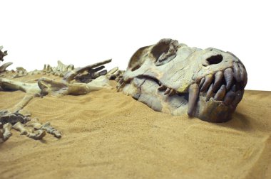 Dinozor kafatası bir müzede kumda yatıyor.