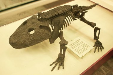Antik bir amfibyumun fosilleşmiş iskeleti paleontoloji müzesinde.