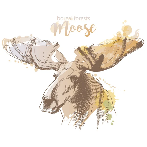 Moose head with huge antlers — Stock Vector