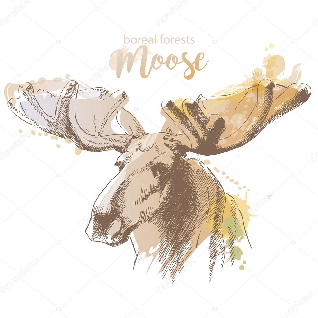 moose head with huge antlers
