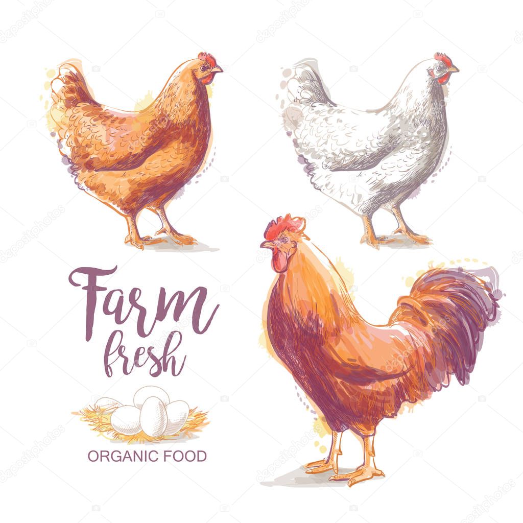 Chicken. Roasted Chicken. Vector illustration in vintage style