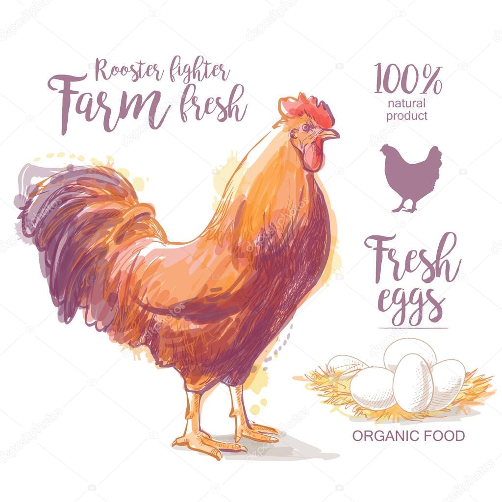 Chicken, hen, rooster, cock, cockerel and farm Vector illustration in vintage style
