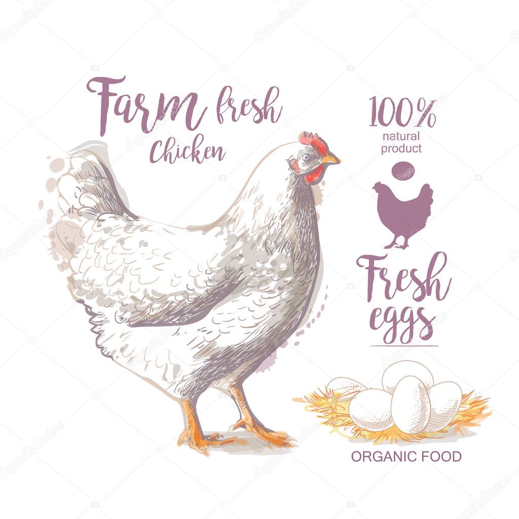 Chicken. Roasted Chicken. Vector illustration in vintage style