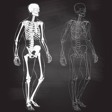Human body and skeleton clipart
