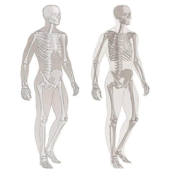 Menselijk lichaam en skelet — Stockvector