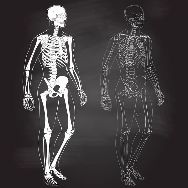 Menselijk lichaam en skelet — Stockvector