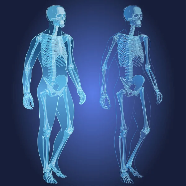 Cuerpo humano y esqueleto — Vector de stock