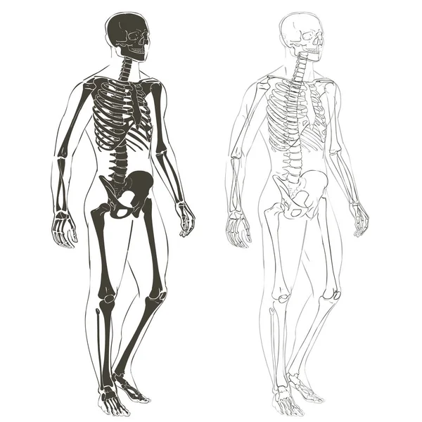 Menselijk lichaam en skelet — Stockvector
