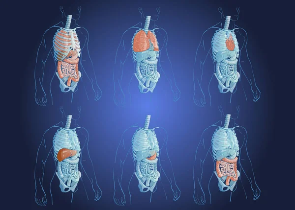 人間の臓器のイラスト — ストックベクタ