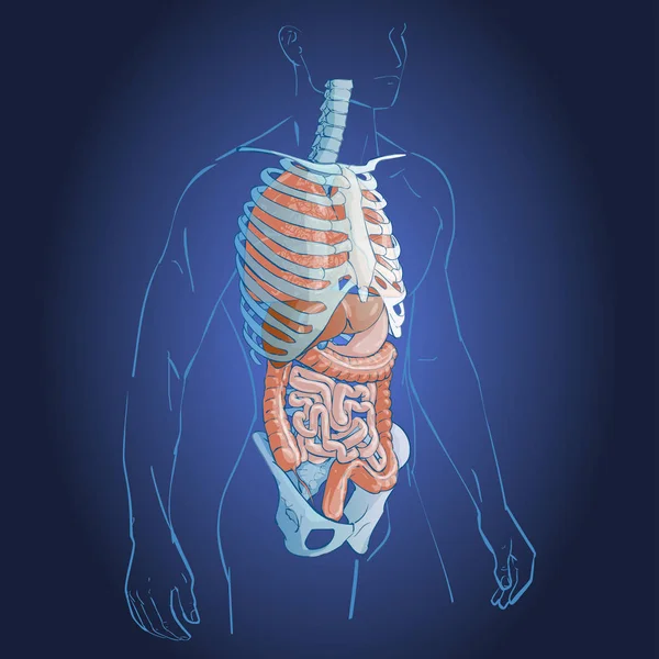 Sistema de órganos internos — Archivo Imágenes Vectoriales