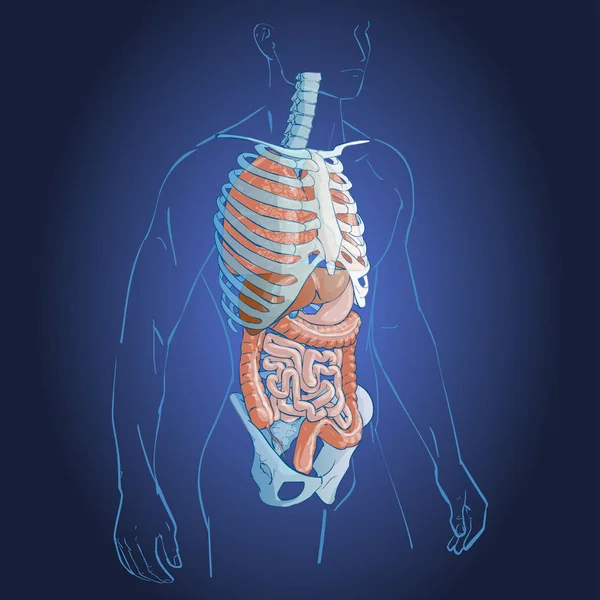 Inwendige organen systeem — Stockvector