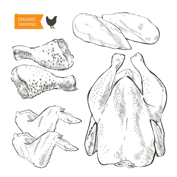 Вектор мяса курицы — стоковый вектор