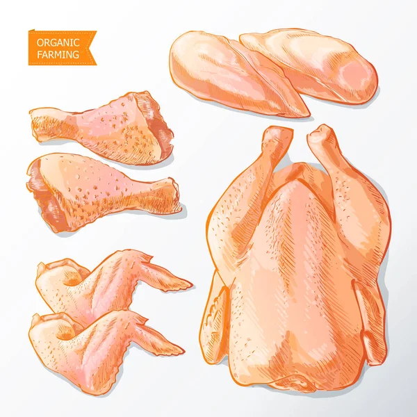 Chicken meat vector — Stock Vector