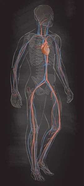 Le vecteur du système vasculaire circulatoire — Image vectorielle