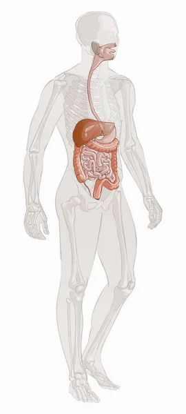 Digestive system vector — Stockvector