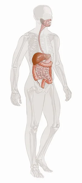 Human Digestive Tract