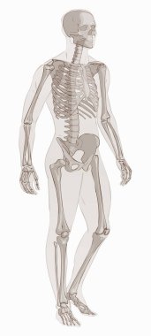 Man skeletal anatomy vector . clipart