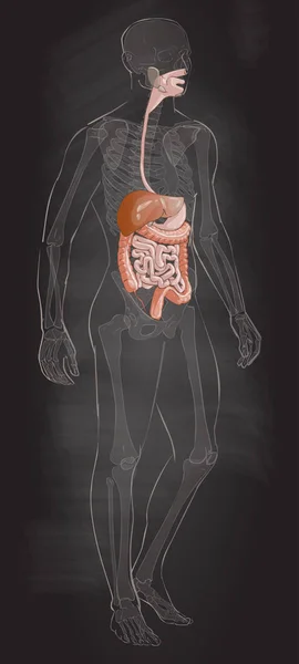 Vector del sistema digestivo — Archivo Imágenes Vectoriales