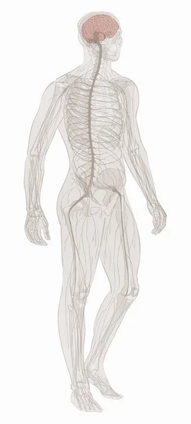 Vecteur du système nerveux . — Image vectorielle
