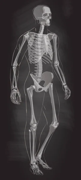 Man skeletal anatomy vector . — Stock Vector