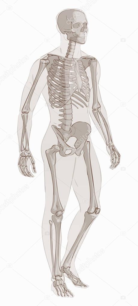 Man skeletal anatomy vector .