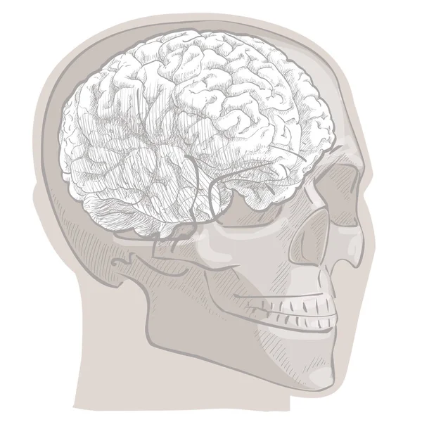 인간의 뇌는 머리 해부학 — 스톡 벡터