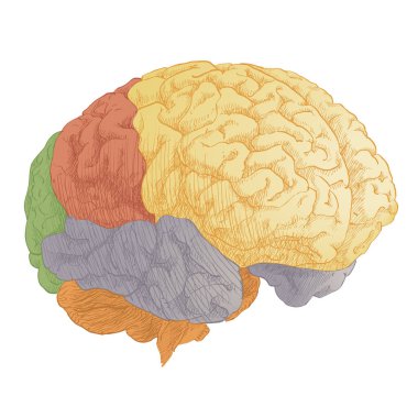 İnsan beyni baş anatomisi