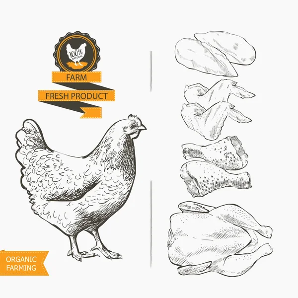 Carne de pollo vector — Archivo Imágenes Vectoriales