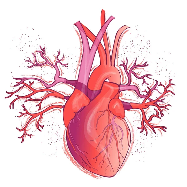 Вектор реалистичности человеческого сердца — стоковый вектор