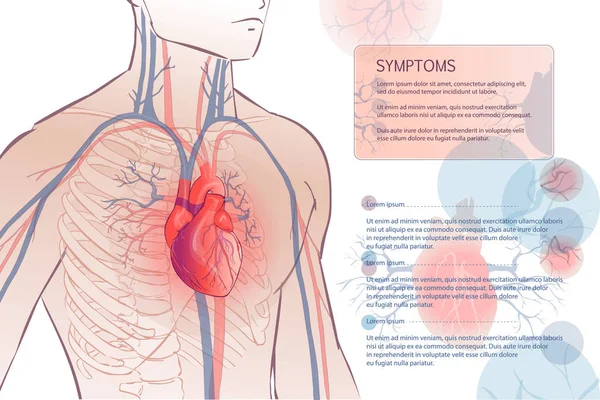 Human circulatory vascular system — Stock Vector